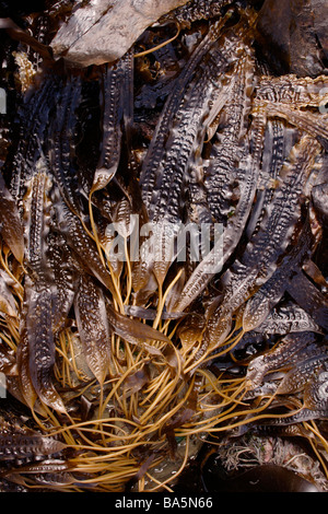 La courroie de la mer ou de sucre d'un varech algue brune Laminaria saccharina découverte à marée basse UK Banque D'Images