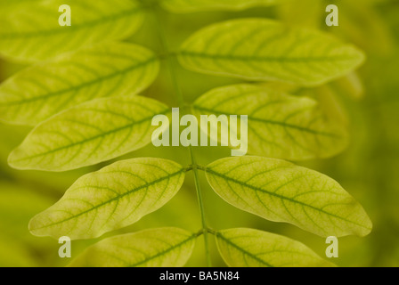 Des feuilles d'arbre de ciel Ailanthus altissima, lazio, Italie Banque D'Images