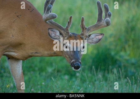 Le cerf de buck avec bois en velours - close up Banque D'Images