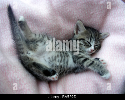 Tabby chaton endormi Banque D'Images