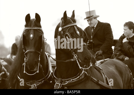 Chevaux carrioles à la London Harness Horse Parade Banque D'Images