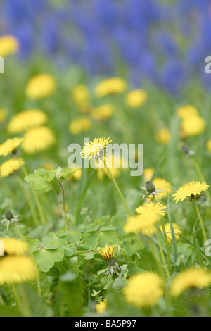 Pissenlits et de jacinthes sauvages dans un jardin anglais au début du printemps. Banque D'Images