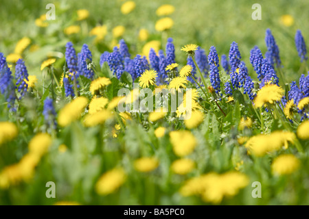 Pissenlits et de jacinthes sauvages dans un jardin anglais au début du printemps. Banque D'Images