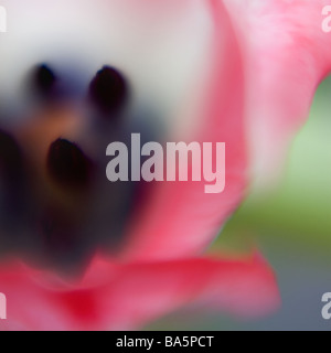 Close up image d'une tulipe Banque D'Images