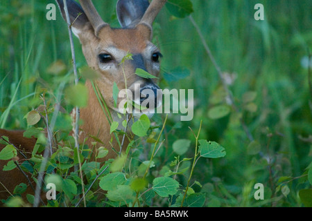 Le cerf de buck de manger les feuilles de tremble Banque D'Images