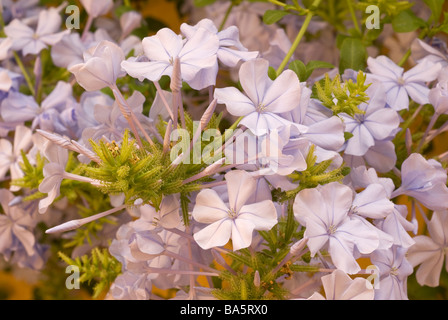 Plumbago Plumbago auriculata, Plumbaginacee, Afrique, Banque D'Images