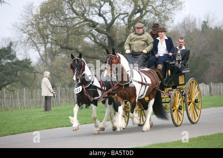 Chevaux tirant un chariot à la London Harness Horse Parade Banque D'Images