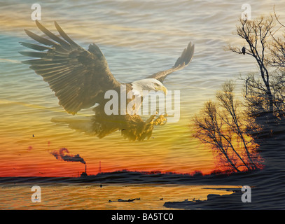 Un pygargue à tête blanche monte au-dessus du fleuve Mississippi au coucher du soleil. Banque D'Images