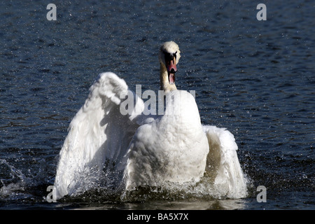 Cygne tuberculé Cygnus olor et éclaboussures dans l'eau de baignade Banque D'Images