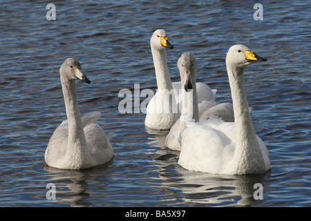 Famille de cygnes chanteurs (Cygnus cygnus avec Cygnets au Martin simple WWT, Lancashire UK Banque D'Images