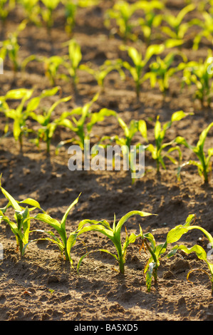 Champ de maïs détail-plants jeunes-grain grain champ champ de maïs grains de culture de maïs de culture de plantes Les plantes utiles Banque D'Images