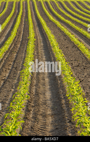 Champ de maïs détail-plants jeunes-grain grain champ champ de maïs grains de culture de maïs de culture de plantes Les plantes utiles Banque D'Images