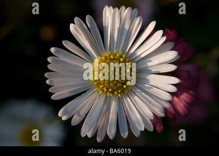 L'Erigeron karvinskianus E mucronatus Banque D'Images