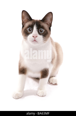 Le chat adulte Séance Studio Portrait Banque D'Images