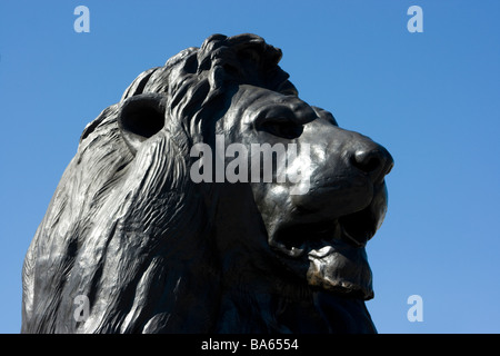 L'une des quatre statues de lion en bronze de Landseer par au pied de la Colonne Nelson, Trafalgar Square, Londres Banque D'Images