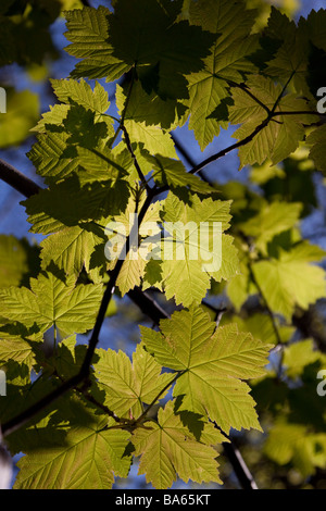 Les feuilles d'un sycomore par la lumière du soleil en contre-jour Banque D'Images