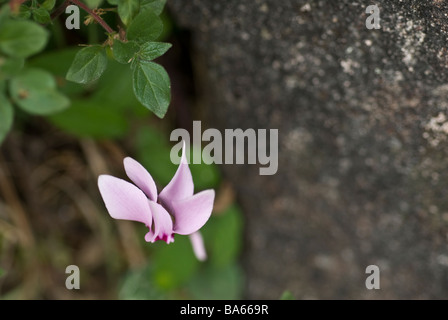 Cyclamen repandum, Cyclamen, ciclamino, Rosaceae, l'île de Capraia, Toscane, Italie Banque D'Images