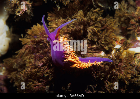 Châle espagnol (Flabellina iodinea) de la Californie Channel Islands National Park, USA. Banque D'Images