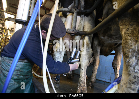 Produits laitiers lait bio dans le Kent, Angleterre Banque D'Images