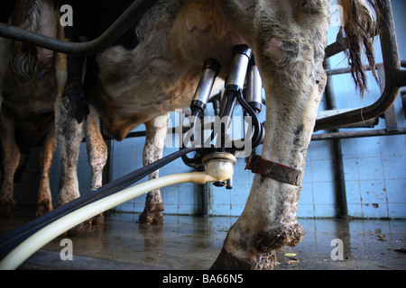 Produits laitiers lait bio dans le Kent, Angleterre Banque D'Images