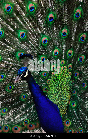 'Close up', Portrait, Peacock, chef et à se répandre en plumes 'Queue' Banque D'Images