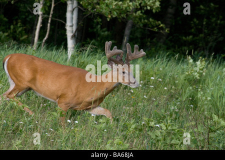 Le cerf buck marche dans un champ d'été Banque D'Images