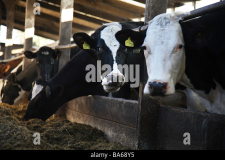 Produits laitiers lait bio dans le Kent, Angleterre Banque D'Images