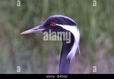 La tête et le cou d'une grue Demoiselle (Anthropoides virgo). Banque D'Images