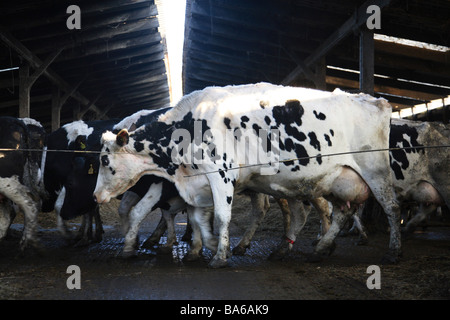 Produits laitiers lait bio dans le Kent, Angleterre Banque D'Images