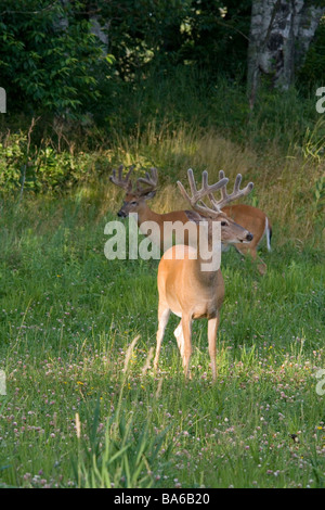 Le cerf d'argent avec panache en velours Banque D'Images