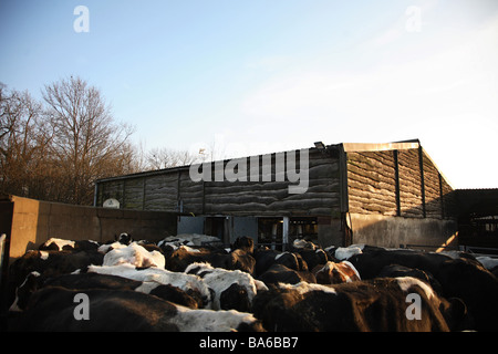 Produits laitiers lait bio dans le Kent, Angleterre Banque D'Images