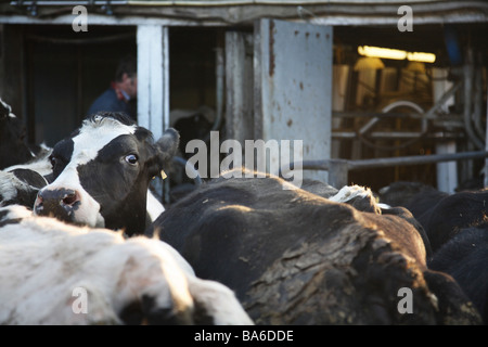 Produits laitiers lait bio dans le Kent, Angleterre Banque D'Images