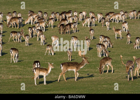 Flow Deer Cervus dama Holkham Park Norfolk Banque D'Images