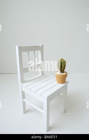 Cactus en pot on chair Banque D'Images