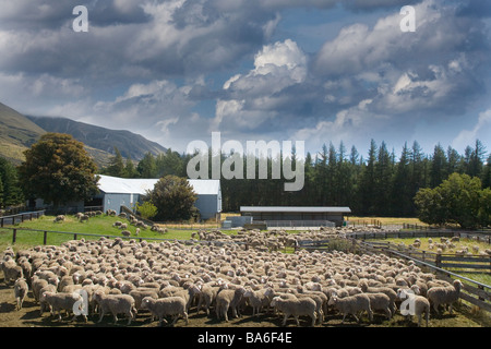 Troupeau de moutons mérinos de Nouvelle-Zélande Banque D'Images