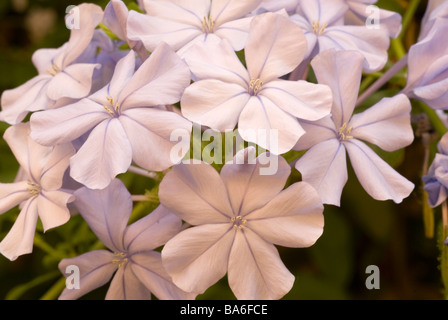 Plumbago Plumbago auriculata, Plumbaginacee, Afrique, Banque D'Images