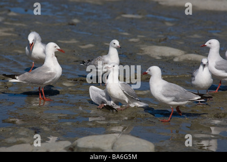 Bec rouge (Larus novaehollandiae ou Silver Gull Nouvelle-zélande Banque D'Images