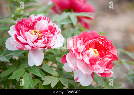 Dahlias deux tons Banque D'Images