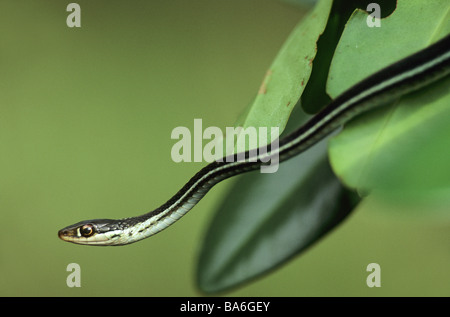 Peninsula / Couleuvre mince Thamnophis sauritus sackenii Banque D'Images