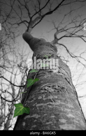 Ivy contre l'arbre en noir et blanc Banque D'Images