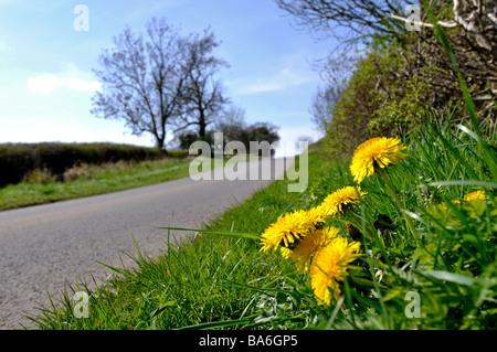 Les pissenlits poussent sur les bord, UK Banque D'Images