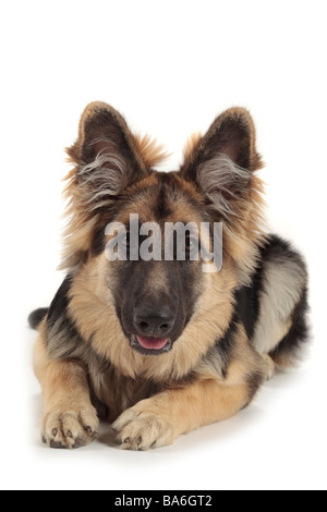 Berger allemand mignon chien alsacien fixant à la fixant tout droit avec des oreilles tendit l', fond blanc Banque D'Images