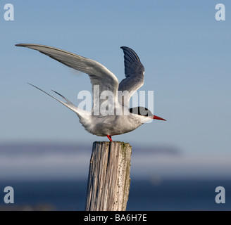 La sterne arctique, dans l'île de Flatey Breidafjordur, Islande Banque D'Images