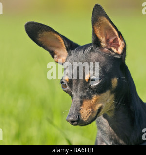 Prague Ratter - portrait de chien Banque D'Images