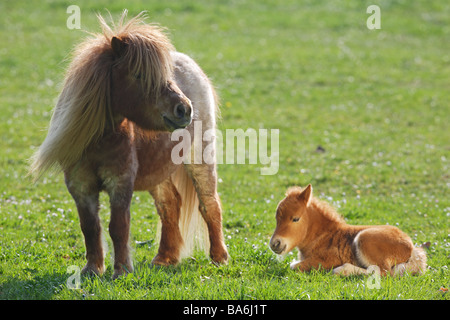 Mini Shetlandpony cheval - Jument et poulain on meadow Banque D'Images