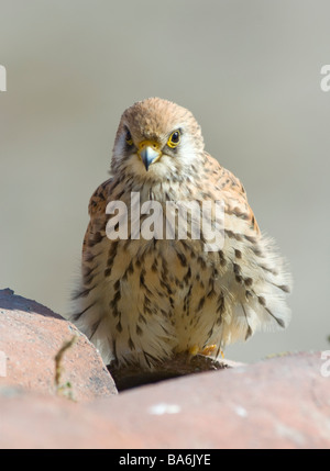 Femme Faucon crécerellette Falco naumanni Estrémadure Espagne Banque D'Images