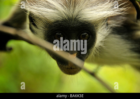 Singe Colobus rouge,la forêt Jozani Chwaka Bay - Zanzibar, Tanzanie,Parc,Afrique Banque D'Images