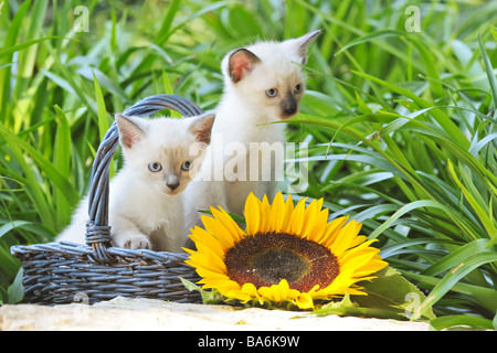 Siamese Cat - deux chatons dans le panier Banque D'Images