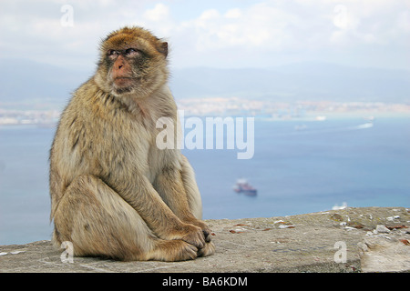 Macaque Rhésus (Macaca mulatta) assis sur un mur Banque D'Images