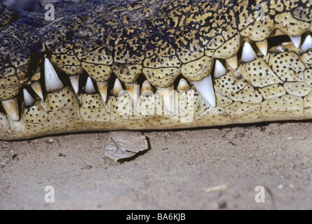 Museau - saltwater crocodile Crocodylus porosus / Banque D'Images